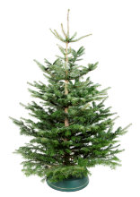 Juletre Edelgran 175-230 cm